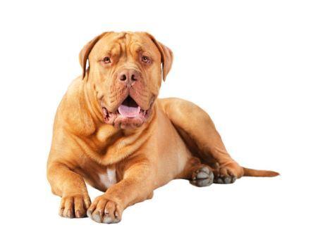Doglive_Mitmachaktionen_Brachyzephale-Rassen_Bordeaux-Dogge Bild von einer Bordeaux-Dogge