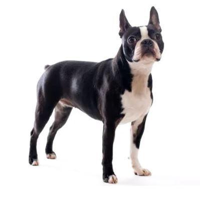 Doglive_Mitmachaktionen_Brachyzephale-Rassen_Bosten-Terrier Bild von einem Bosten-Terrier