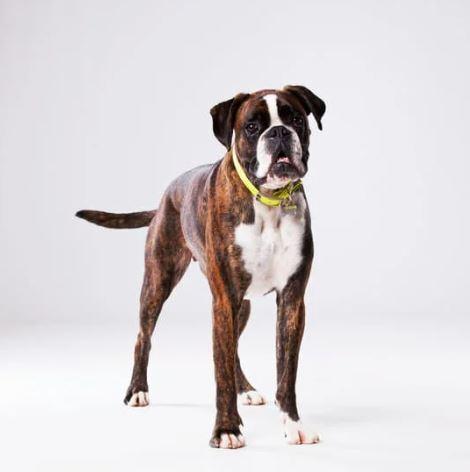 Doglive_Mitmachaktionen_Brachyzephale-Rassen_Boxer Bild von einem Boxer