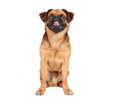 Doglive_Mitmachaktionen_Brachyzephale-Rassen_Brabanter-Griffon Bild von einem Brabanter-Griffon
