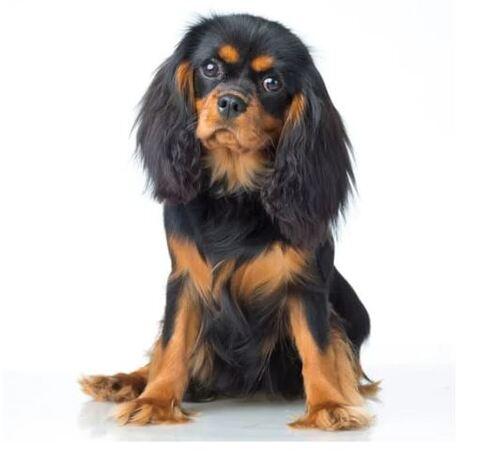 Doglive_Mitmachaktionen_Brachyzephale-Rassen_Cavalier-King-Charles-Spaniel Bild von einem Cavalier-King-Charles-Spaniel