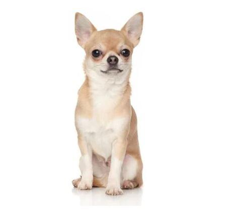 Doglive_Mitmachaktionen_Brachyzephale-Rassen_Chihuahua Bild von einem Chihuahua