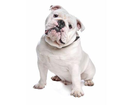 Doglive_Mitmachaktionen_Brachyzephale-Rassen_Englische-Bulldogge Bild von einer Englische-Bulldogge