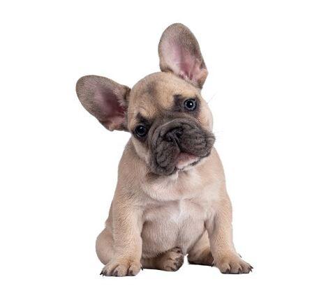 Doglive_Mitmachaktionen_Brachyzephale-Rassen_Franzoesische-Bulldogge Bild von einer Franzoesische-Bulldogge