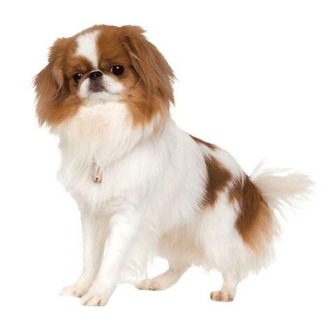 Doglive_Mitmachaktionen_Brachyzephale-Rassen_Japan-Chin Bild von einem Japan-Chin