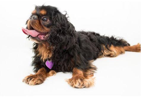 Doglive_Mitmachaktionen_Brachyzephale-Rassen_King-Charles-Spaniel-Toy-Spaniel Bild von einem King-Charles-Spaniel-Toy-Spaniel