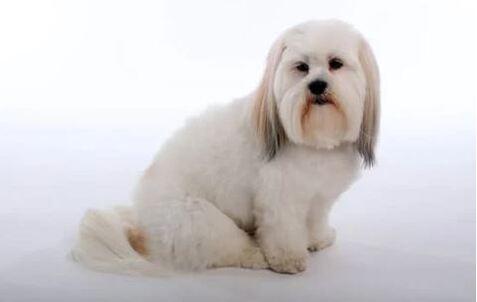 Doglive_Mitmachaktionen_Brachyzephale-Rassen_Lhasa-Aposo Bild von einem Lhasa-Aposo