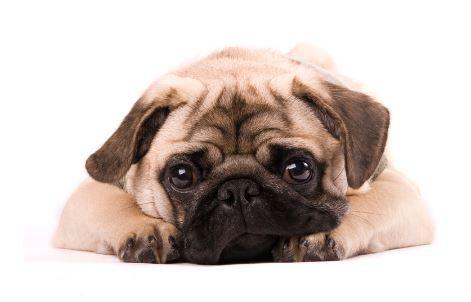 Doglive_Mitmachaktionen_Brachyzephale-Rassen_Mops Bild von einem Mops