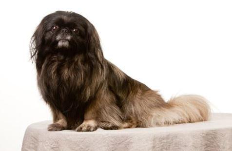 Bild von einem Pekinese
