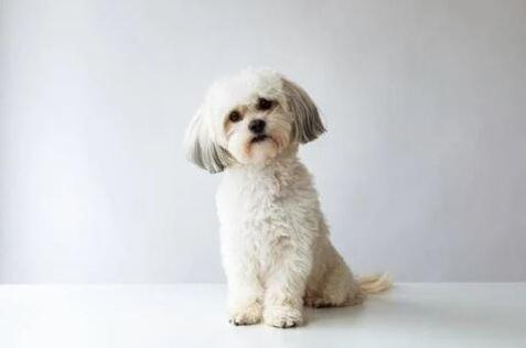 Doglive_Mitmachaktionen_Brachyzephale-Rassen_Shih-Tzu Bild von einem Shih-Tzu