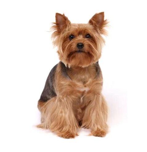 Doglive_Mitmachaktionen_Brachyzephale-Rassen_Yorkshire-Terrier Bild von einem Yorkshire-Terrier
