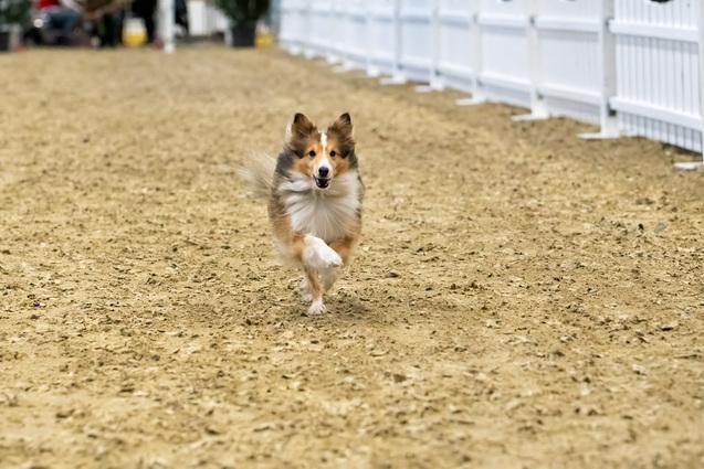 Hund rennt über eine Rennbahn