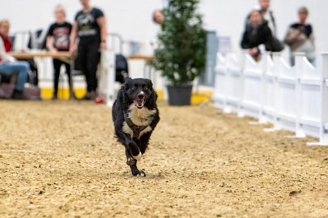 Hund rennt über eine Rennbahn