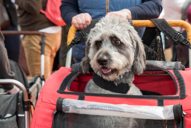 Hund in einem Hundebuggy