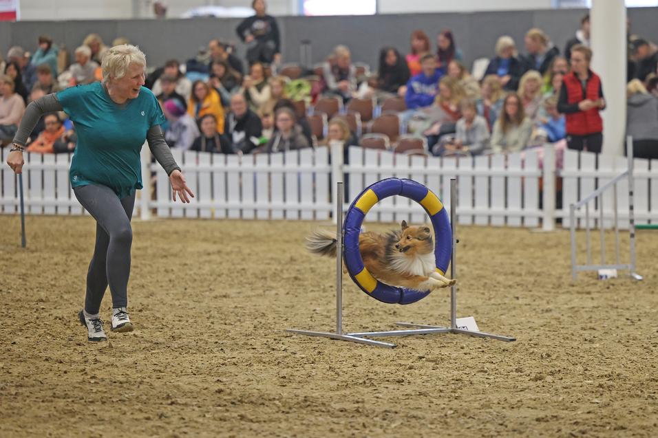 Hund springt durch einen Reifen