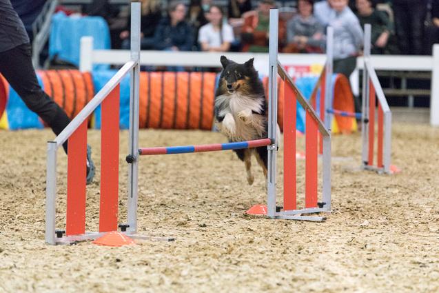 Hund springt über einen Sprung