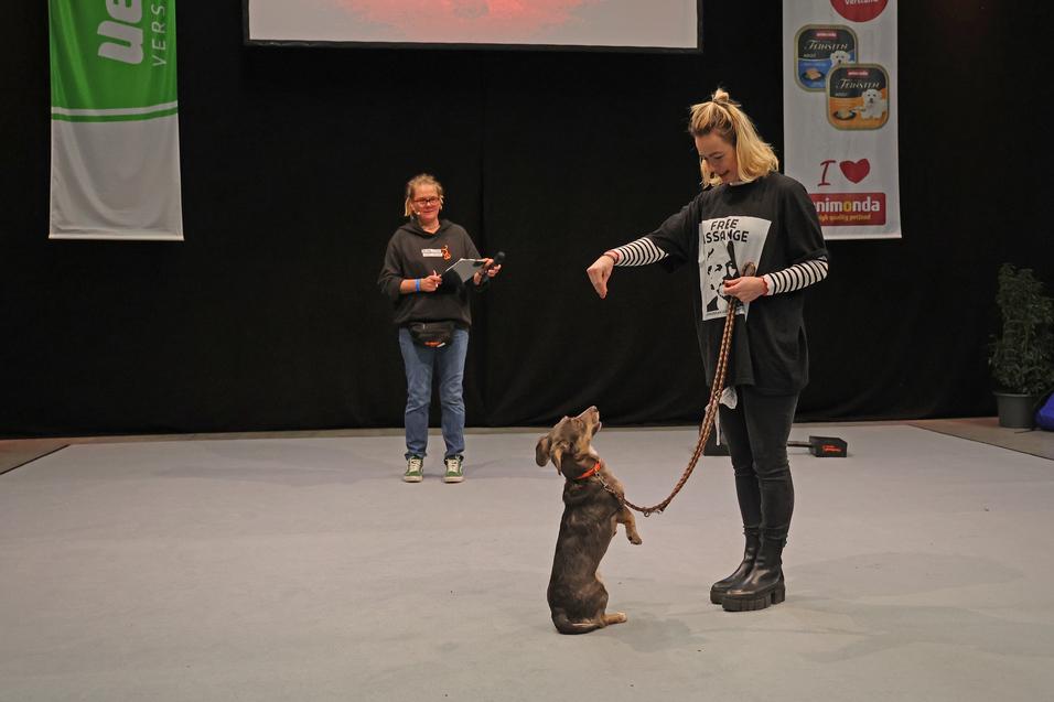 Hund macht Männchen auf Kommando