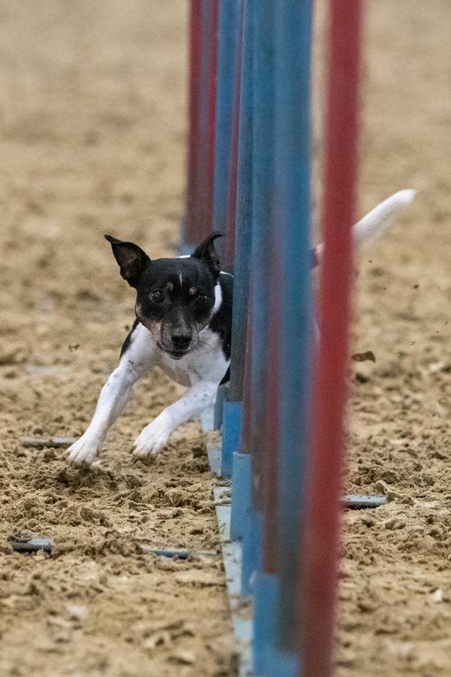 Hund l&auml;uft Slalom